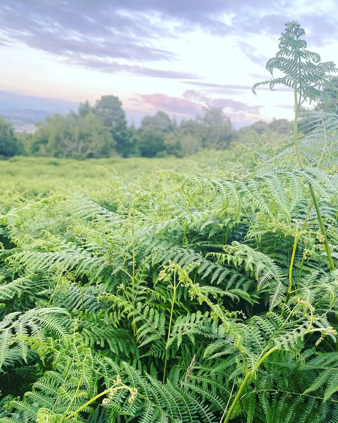Fern field catching evening light on a Wicklow hillside